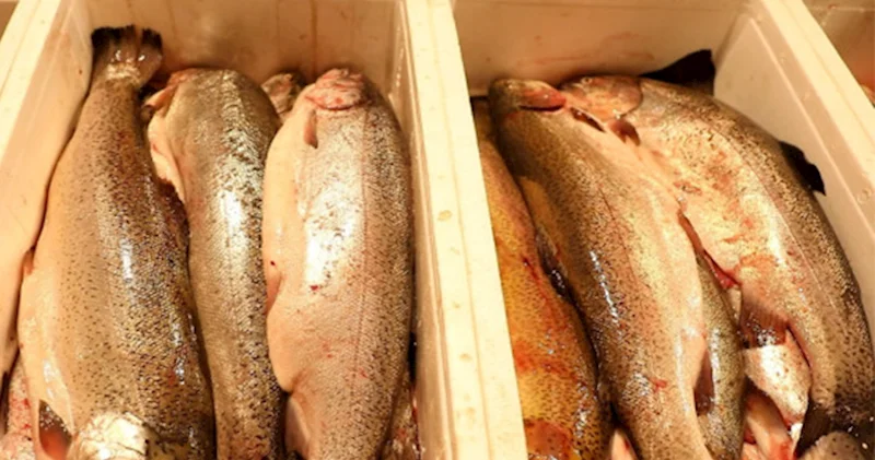 Bu bazardan balıq və kürü alanların nəzərinə! Nöqsanlar aşkarlandı