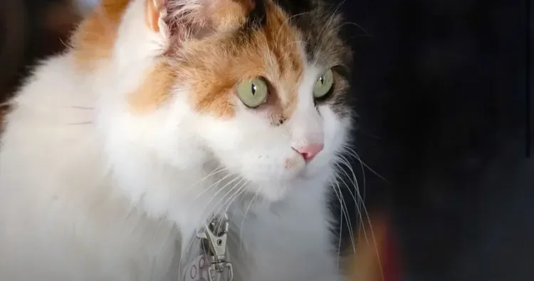 Yaponiyada stansiya rəisi kimi tanınan pişik ÖLDÜ