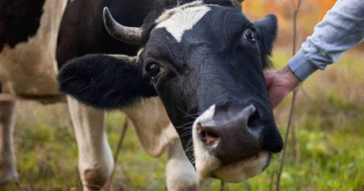 33 min 615 baş heyvanın alınmasına 89,8 milyon manat məbləğində güzəşt tətbiq edilib