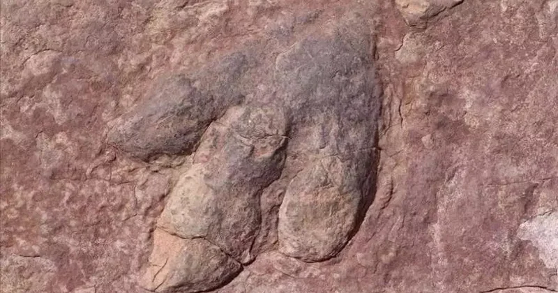 210 milyon illik kəşf:&nbsp;Minlərlə dinozorda iz tapıldı