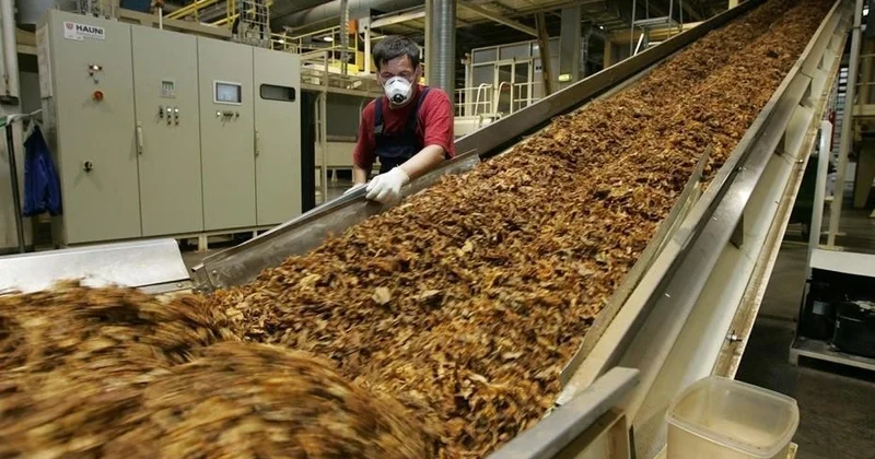 От субсидий до экспорта: как табак стал стратегическим товаром Азербайджана КОММЕНТАРИЙ