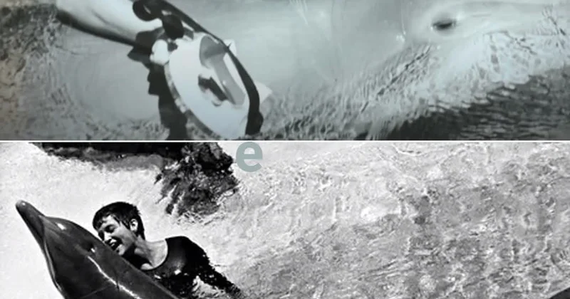 Delfinlərlə insanları birləşdirən ən vacib dəyər KONKRET