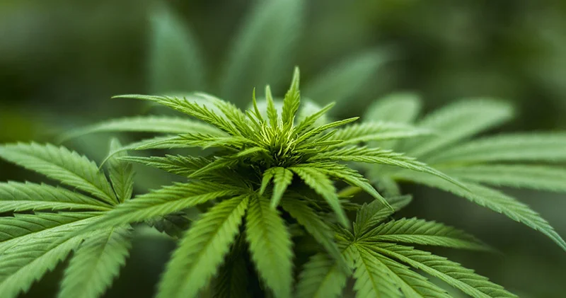 Rusiyada narkotik becərən azərbaycanlı saxlanıldı KONKRET