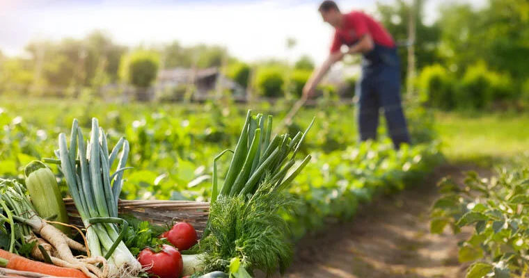 Фестивали агробизнеса в Азербайджане принесли многомиллионные доходы