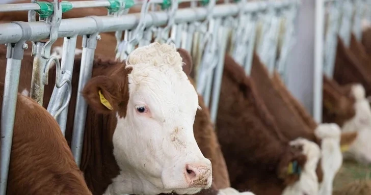 Азербайджан планирует отменить НДС на импорт скота для откорма