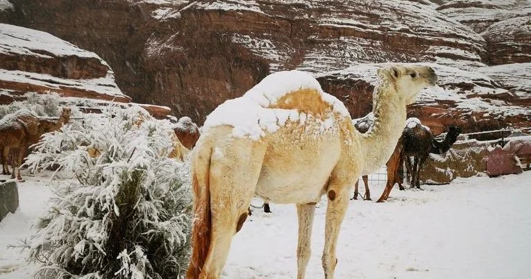 Ərəbistanda qar yağdı VİDEO KONKRET