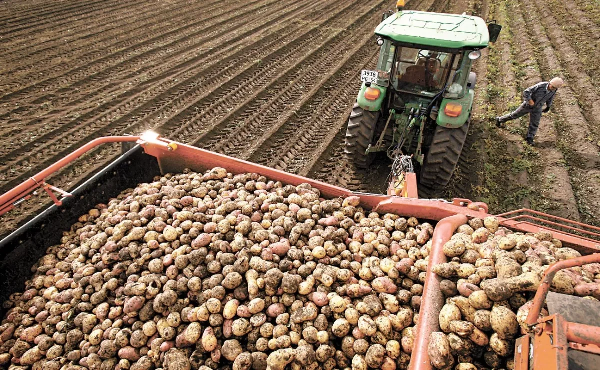 Госкомстат: Производство сельхозпродукции в Азербайджане достигло 13 млрд манатов