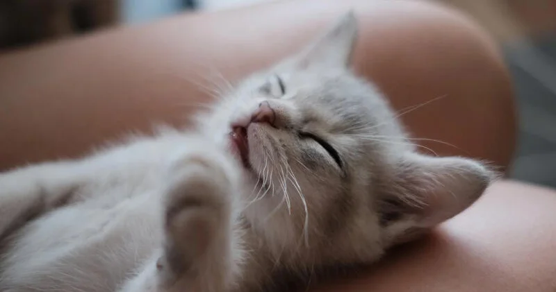 Ev heyvanlarından insana keçən xəstəliklər Həkim AÇIQLADI