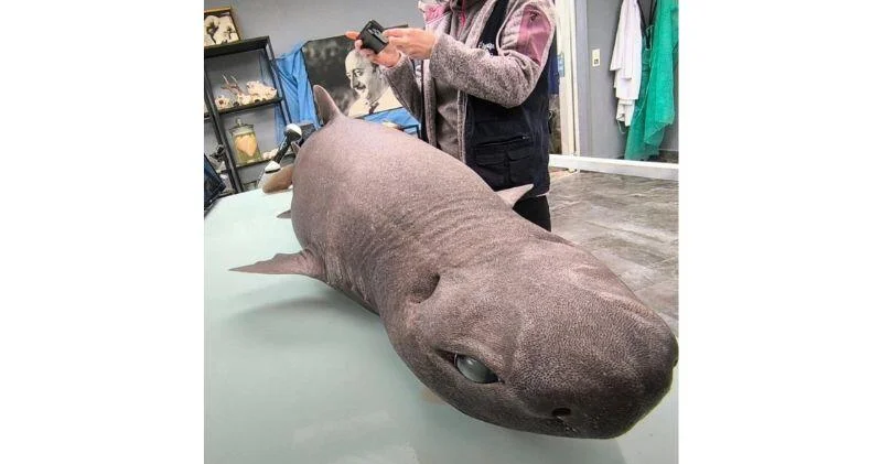 В Испании нашли редкую "тюленью" акулу ФОТО