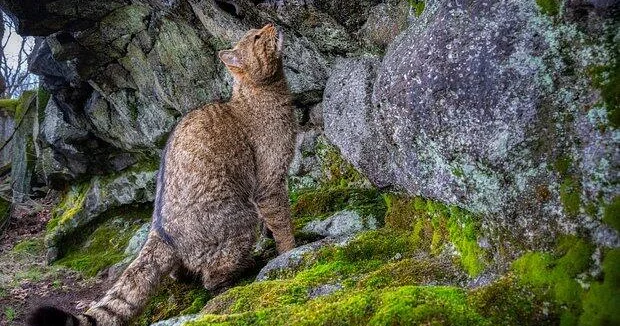 Хищный зверь захватил европейские леса ФОТО ВИДЕО