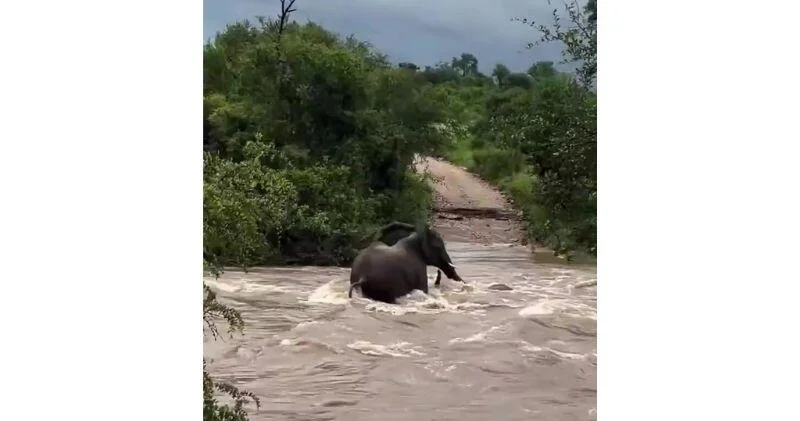 Слониха спасает своего детеныша во время наводнения в ЮАР ВИДЕО