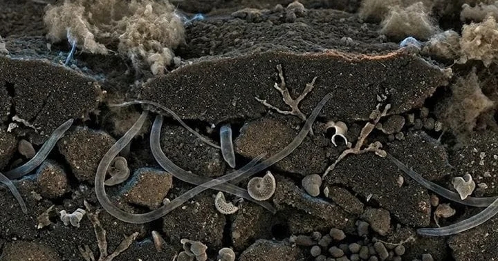 444 milyon illik mikroekosistemin izləri aşkar edilib