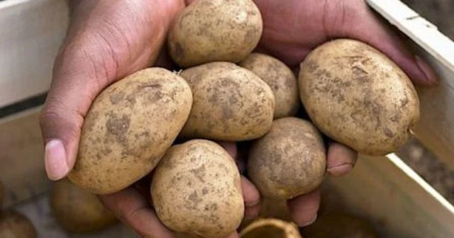 Belə kartof almayın! Adamı zəhərləyir