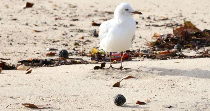 В Австралии потратят миллиарды на борьбу с загадочными шарами