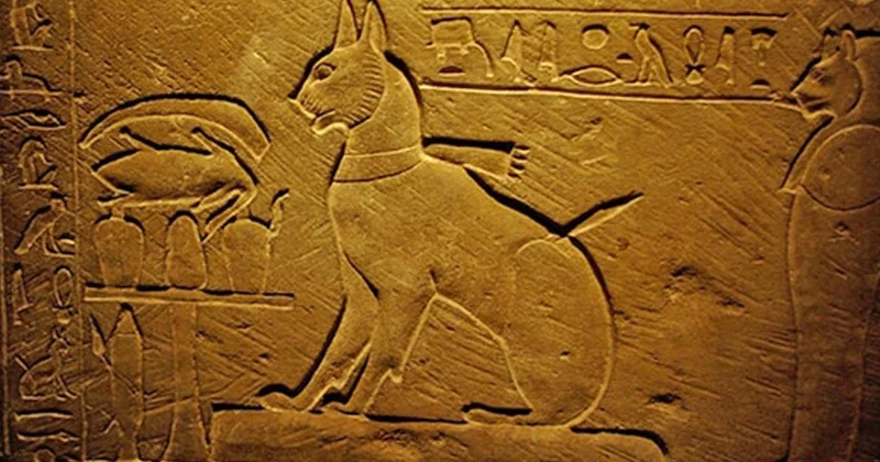 Səudiyyə Ərəbistanında UNİKAL TAPINTI: Mağarada dörd min yaşı olan yeddi pişik mumiyası aşkarlandı