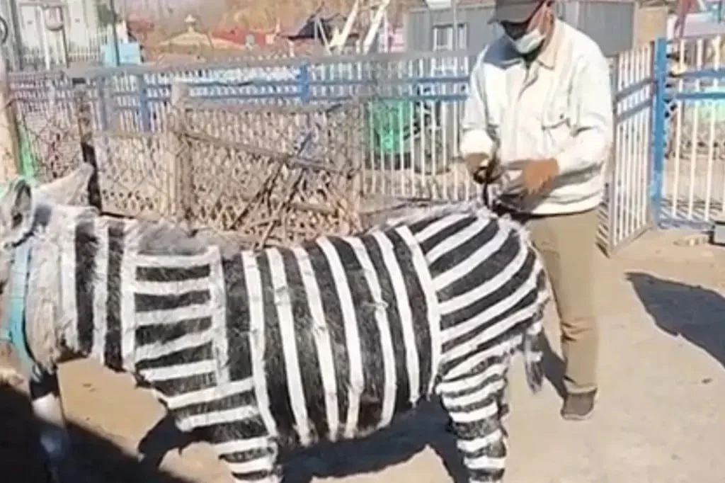 Zooparkda uzunqulaqları rəngləyib, zebra kimi təqdim etdilər FOTO