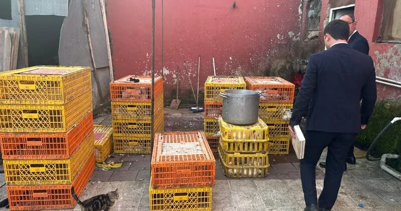 Qanunsuz fəaliyyətdə olan toyuq sexi aşkarlandı FOTOLAR