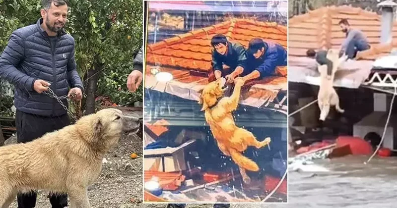 “Paşa”nı həyatları bahasına xilas etdilər