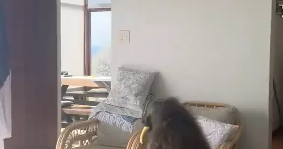 Бабуин украл фрукты из дома в ЮАР ВИДЕО