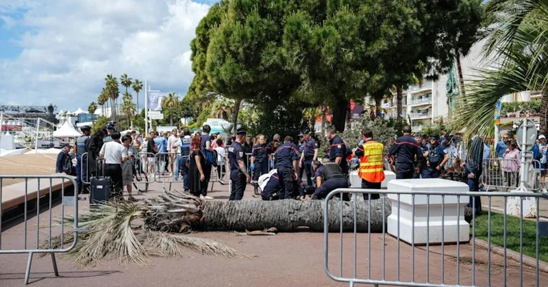 Kannda qanlı hadisə: Palma ağacı festivalın qonağını xəstəxanalıq etdi
