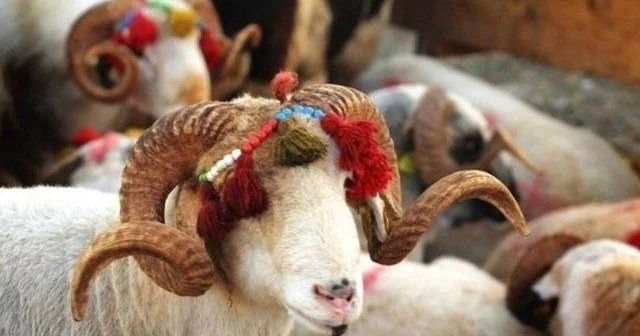 Qurbanlıq heyvanların qiyməti AÇIQLANDI