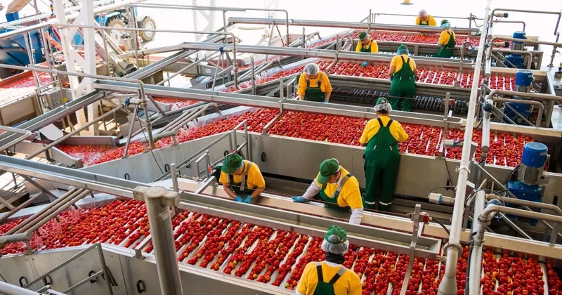 Китайская компания наладит производство томатной продукции в Узбекистане