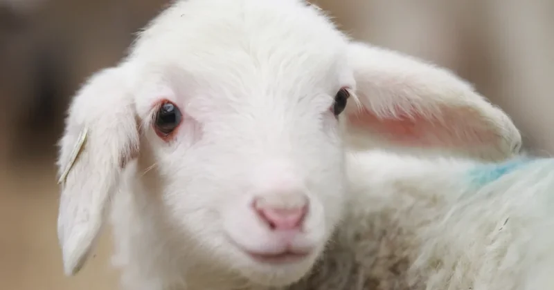 6 aylıqdan aşağı quzuların qurban kəsilməsi məqbul sayılmır VİDEO