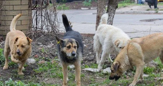 Sahibsiz küçə heyvanları problemi və həlli perspektivləri
