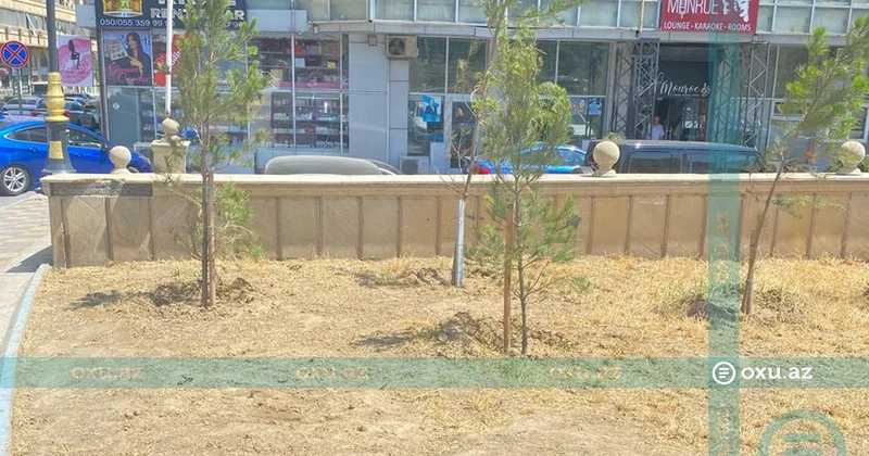 Sakin: Nərimanov rayonunda baxımsızlıqdan quruyan ağaclar çıxarılıb