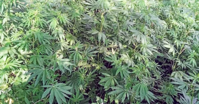 Polis 7,6 kq narkotik, 4,8 tondan artıq çətənə kolu aşkarladı