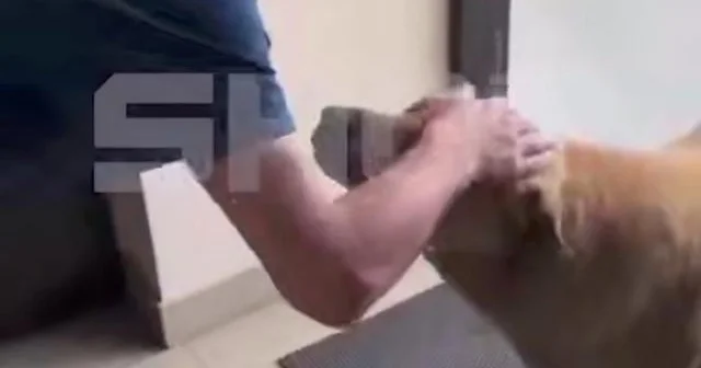 Evsiz it hər gün iynə vurmaq üçün baytarlıq klinikasına gedib...
