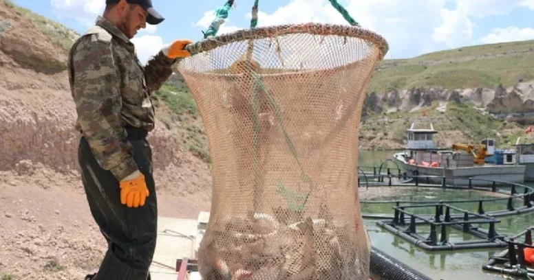 Dənizi olmayan şəhər gündə 100 ton balıq satır