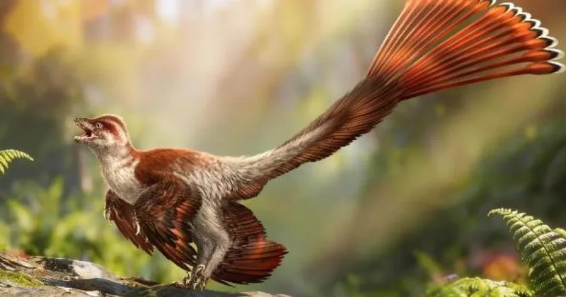 Çinli alimlər lələkli dinozavr növü tapıblar