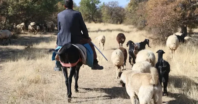 Quzularını qurda tapşırsa, heç belə olmazdı 700 minlik yeyinti...