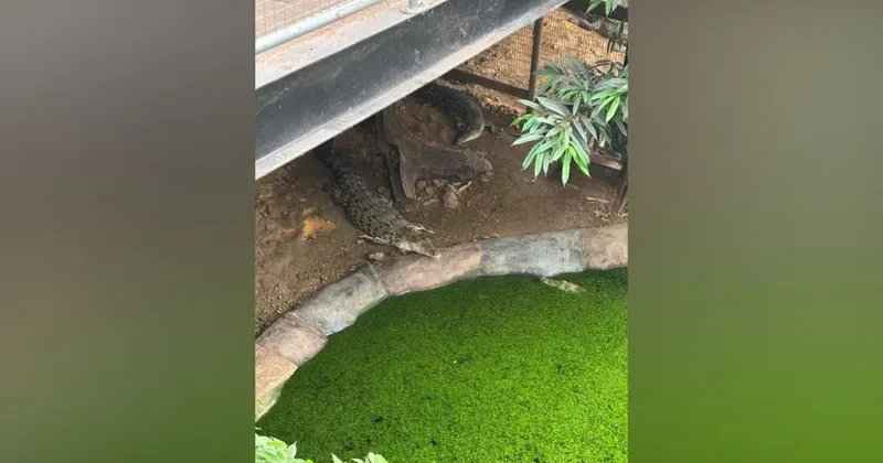3 yaşlı uşaq zooparkda timsahların olduğu qəfəsə düşdü