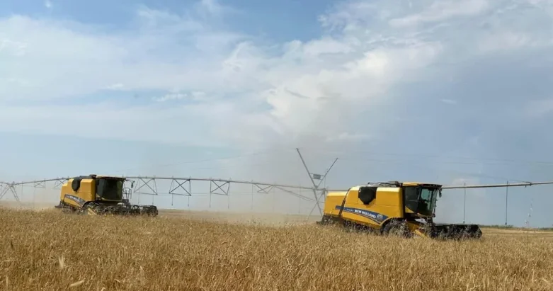 Muğan zonasında arpa yığımı davam edir