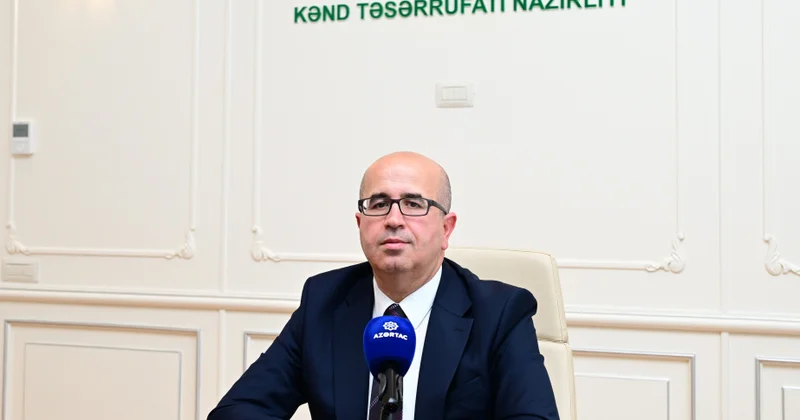 Azərbaycanda taxıl biçini sürətlənir: 1300 dən çox kombayn sahələrə cəlb olunub