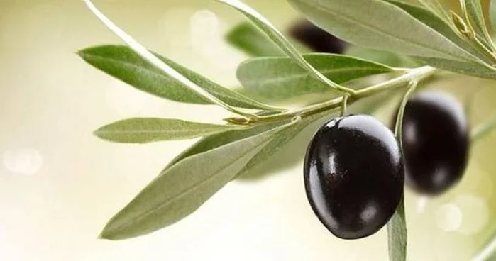 Zeytun möcüzəsi: Kiçik meyvədən böyük faydalar