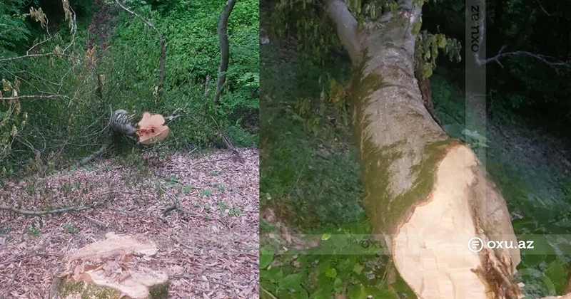 Cəlilabad meşələrində ağaclar qanunsuz olaraq kəsilir?