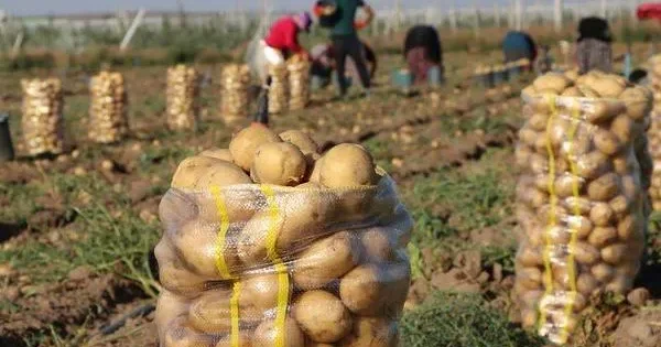 Azərbaycana xarici ölkələrdən mövsümi işçi cəlb olunması qaçılmaz ola bilər SƏBƏB