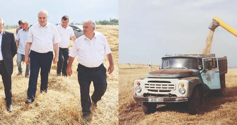 Qusarda taxıl biçini