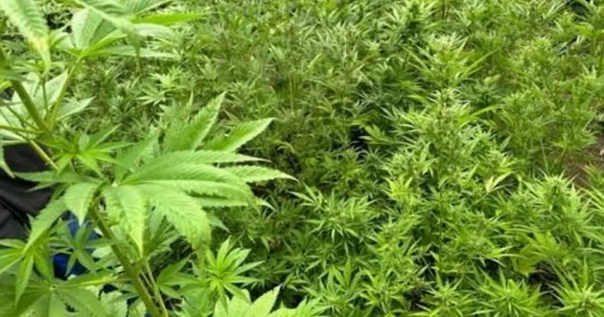 Yabanı halda bitmiş 1,3 tona yaxın çətənə kolu məhv edilib