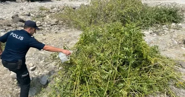1 tondan çox çətənə kolu məhv edildi
