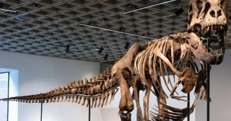 Zənginlərin yeni əyləncəsi Dinozavr skeletleri