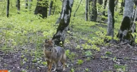 Hirkan Milli Parkı zibil tullantılarının əsirinə çevrilib Foto