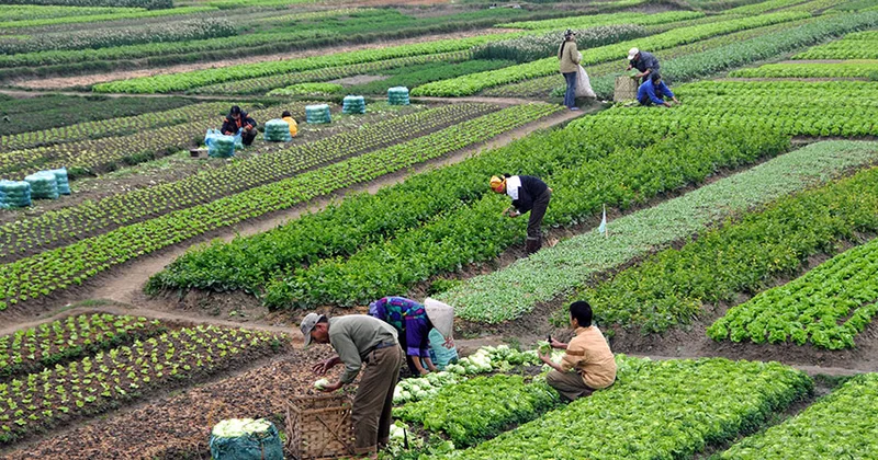 Kənd Təsərrüfatı sektoruna ayrılan büdcə artdı