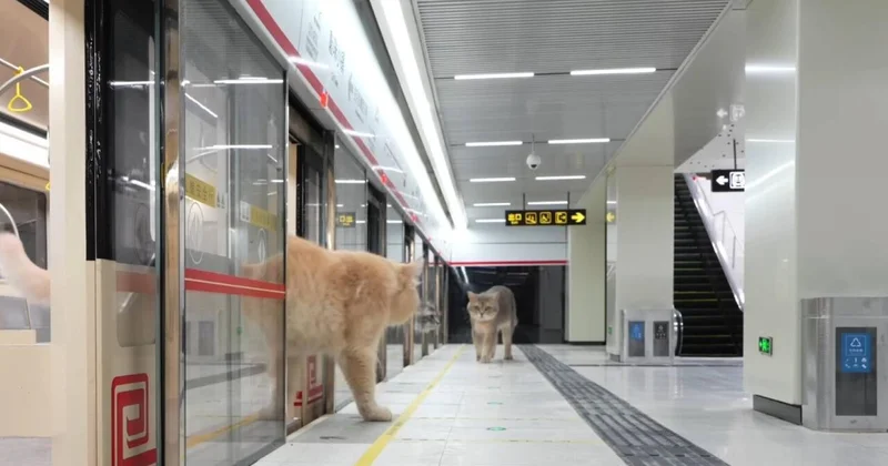 Pişiklər üçün metro inşa etdi VİDEO