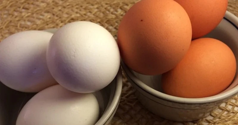 Sarı, yoxsa ağ? Hansı yumurta daha faydalıdır?
