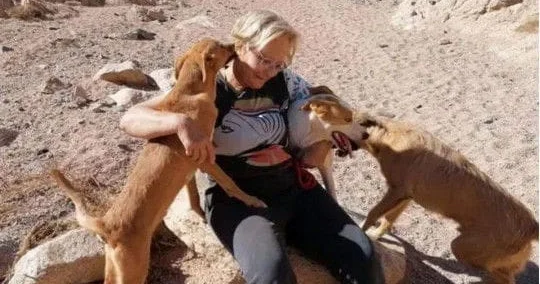 Küçədə itlərə yem vermək hüquqi baxımdan qadağan edilə bilərmi?