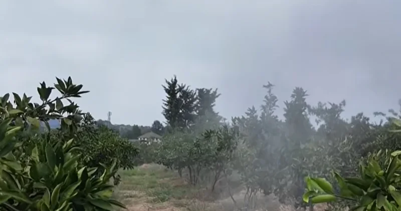 Bağlarda təhlükəli vəziyyət: Fermerlər çıxış yolu axtarırlar (VİDEO)
